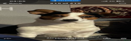 Jack Russell dogs for stud: Very handsome Jack Russell for stud in London - Advert 12