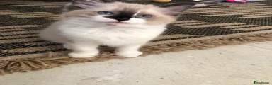 Ragdoll 2