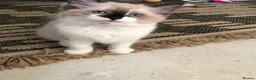 Ragdoll cats for sale: Beautiful Ragdoll kitties - Advert 12
