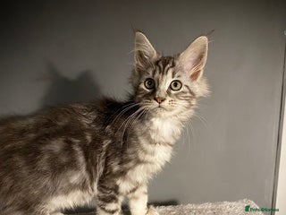 Maine Coon cats Full Maine Coon Black Silver Female kitten - Advert 15