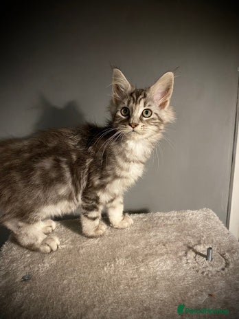 Maine Coon cats Full Maine Coon Black Silver Female kitten - Advert 16