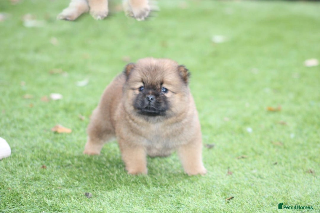 Chow Chow dogs for sale: 🐾Chow chow cross Japanese chin 🐾 - Advert 17