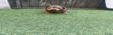 Dachshund 3