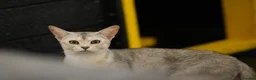 Abyssinian cats for sale: 2 beautiful Abyssinian boys  - Advert 15