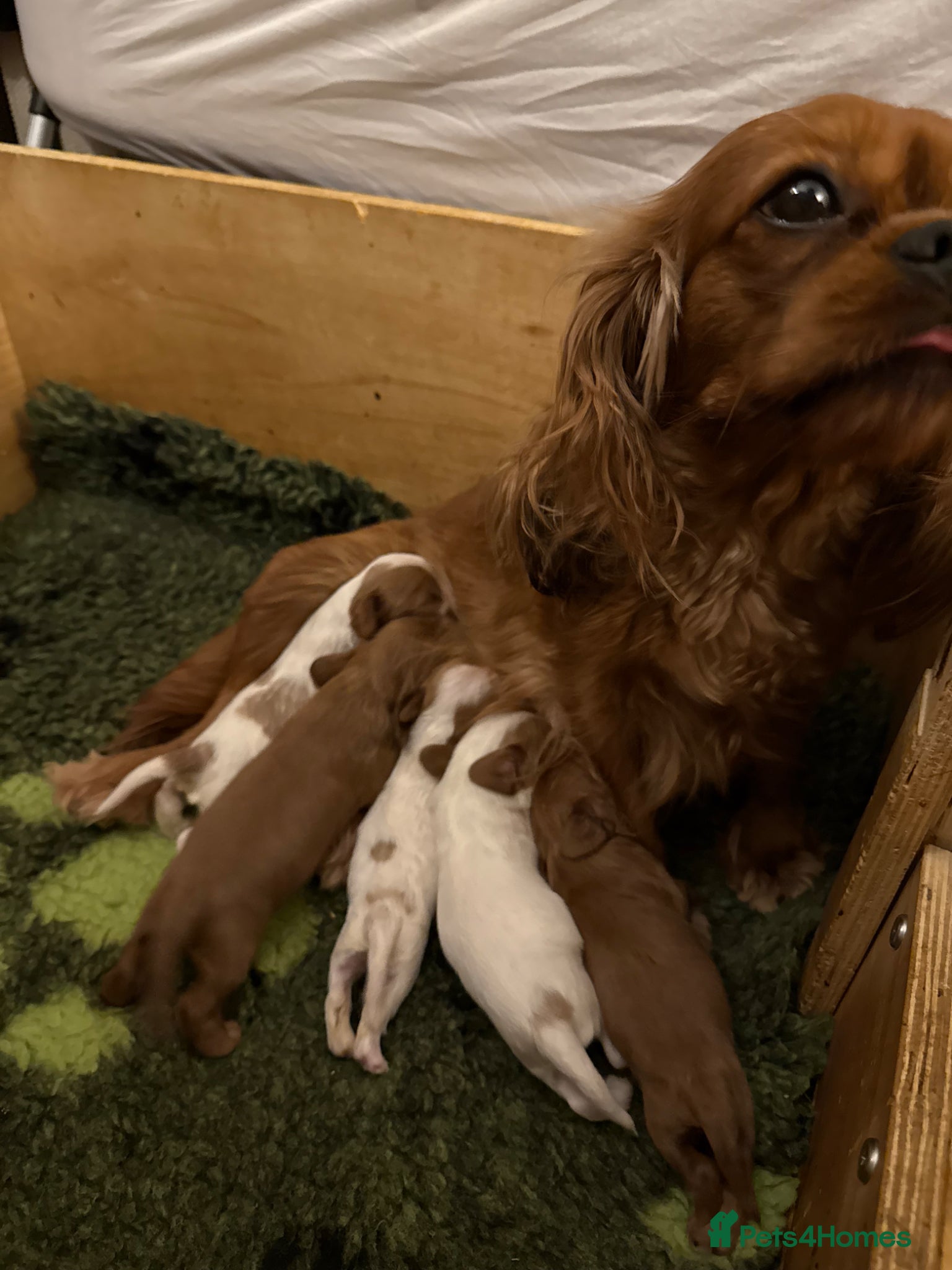 Cavalier King Charles Spaniel dogs for sale: Blenheim Cavalier King Charles male pups - Advert 2