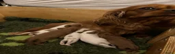 Cavalier King Charles Spaniel dogs for sale: KC reg Blenheim Cavalier King Charles pups - Advert 1