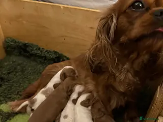 Cavalier King Charles Spaniel dogs for sale: Blenheim Cavalier King Charles male pups - Advert 2