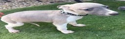 Whippet dogs for sale: Beautiful whippet puppies  - Advert 3