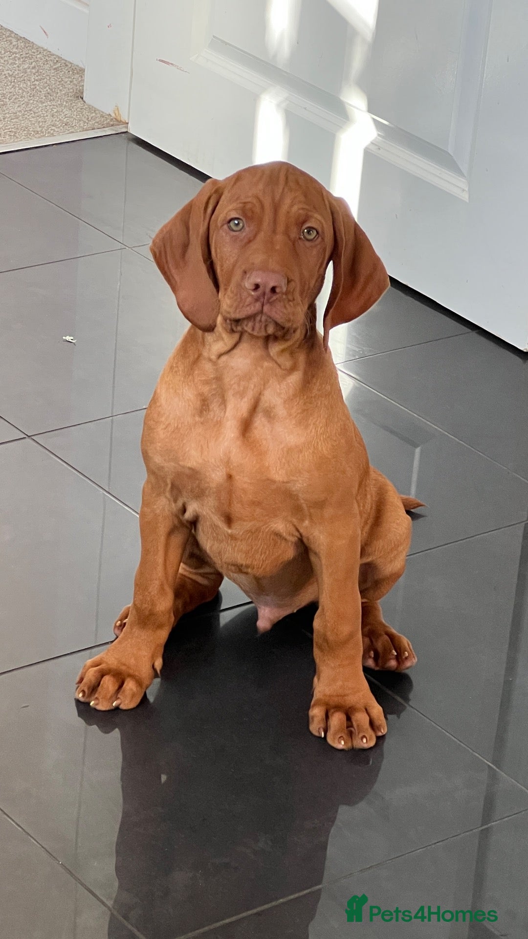 Hungarian Vizsla dogs SHOW QUALITY HUNGARIAN VIZSLA PUPPY LAST BOY - Advert 3