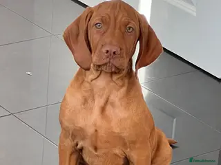 Hungarian Vizsla dogs SHOW QUALITY HUNGARIAN VIZSLA PUPPY LAST BOY - Advert 3