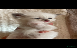 Siberian cats for sale: Siberian Neva masquerade kittens  - Image 14