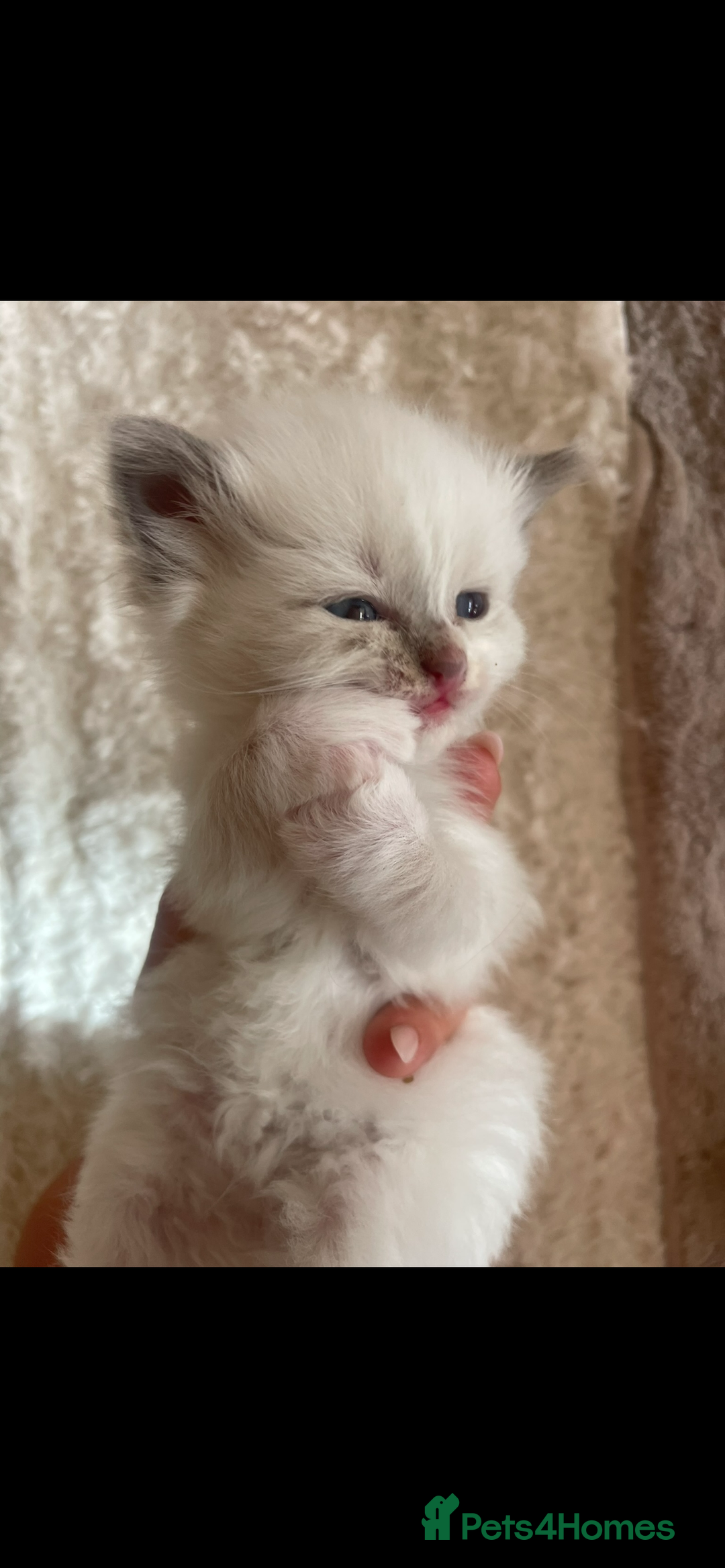 Siberian cats for sale: Siberian Neva masquerade kittens  - Image 14