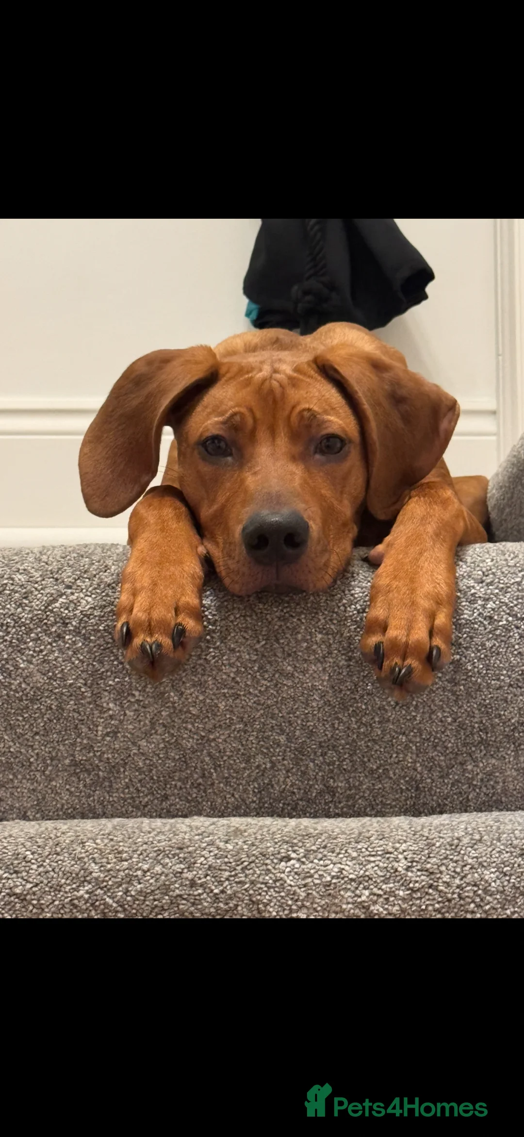 Rhodesian Ridgeback dogs for sale: KC registered Rhodesian Ridgeback (male) in Gateshead - Advert 1
