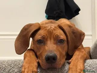 Rhodesian Ridgeback dogs KC registered Rhodesian Ridgeback (male) - Advert 2