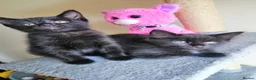 Mixed Breed cats for sale: wonderful kittens😻 - Advert 9