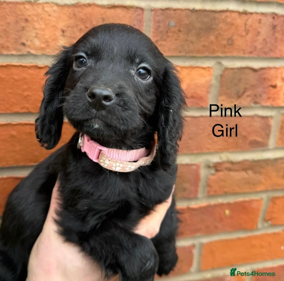 Cocker Spaniel dogs for sale: Ready Now- Working Cocker Spaniel Puppies - Advert 10