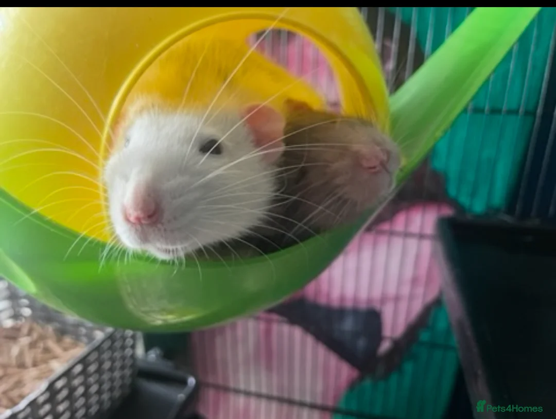 Rat rodents for sale: 4 super friendly precious male rats <3 in Highbridge - Advert 6
