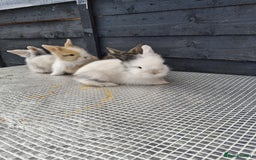 Lionhead rabbits for sale: lionhead bunnies  - Image 11