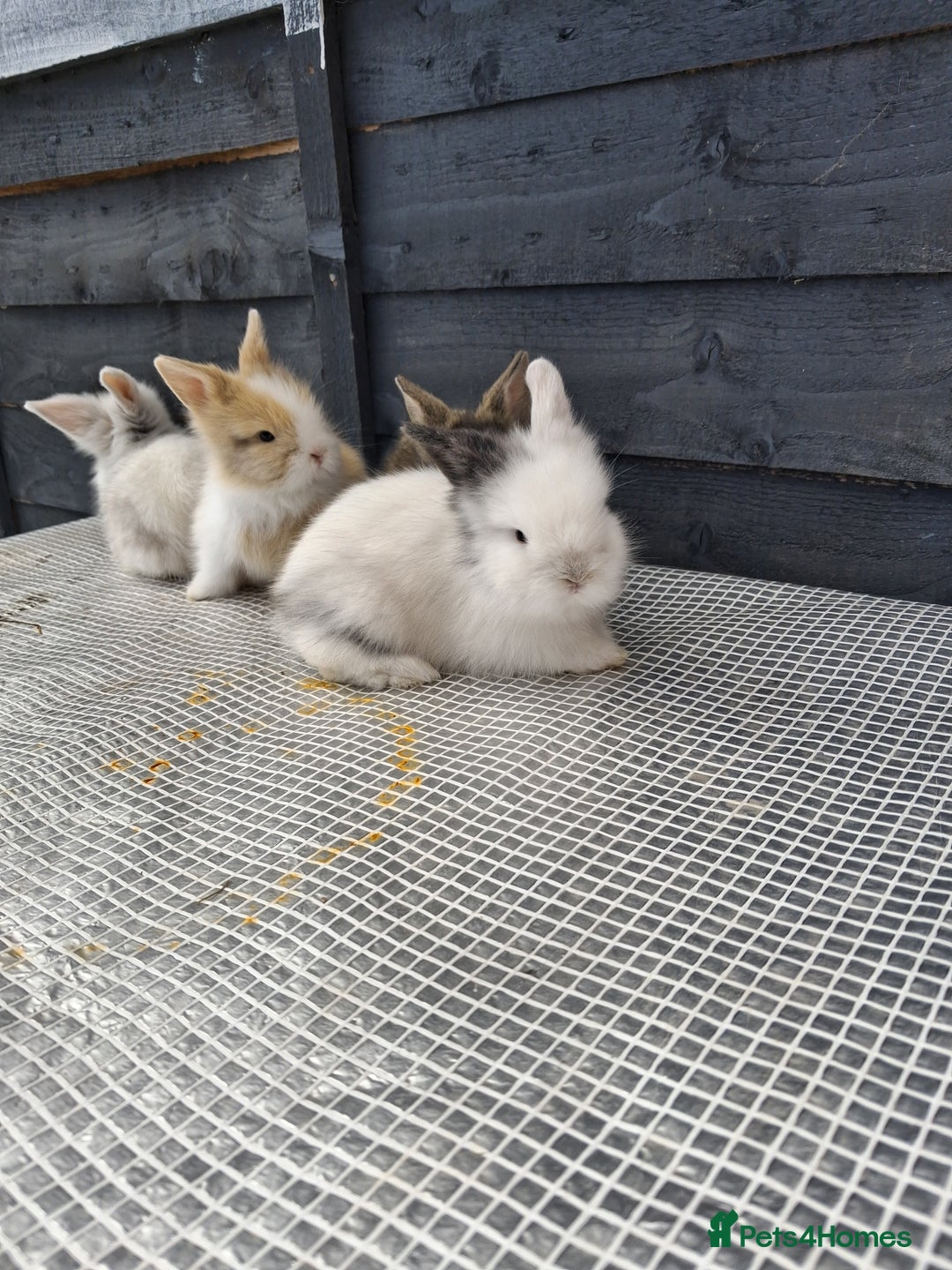 Lionhead rabbits for sale: lionhead bunnies  - Image 11