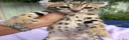 Keetso cats for sale: Stunning wild looking polydactyl curl ear keetsos  - Advert 17