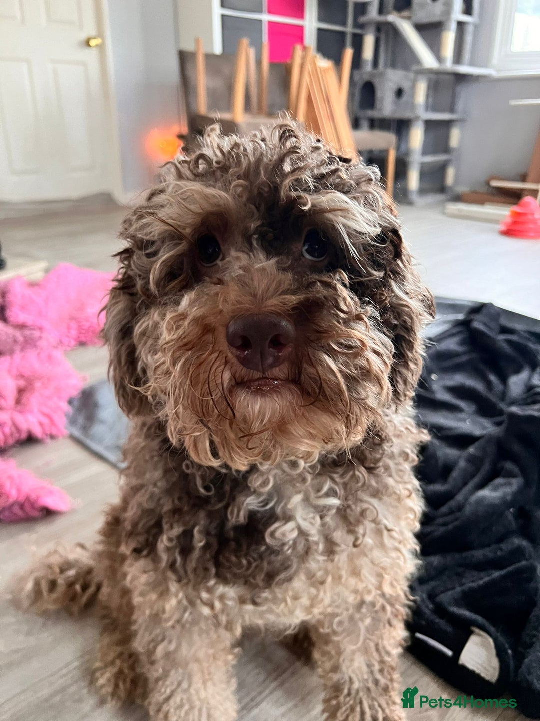 Cockapoo dogs for sale: DNA clear / Licensed Breeder for peace of mind  - Image 10