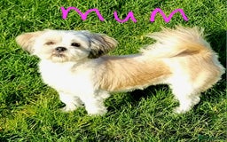 Lhasa Apso dogs for sale: Lhasa apso puppies  - Image 10
