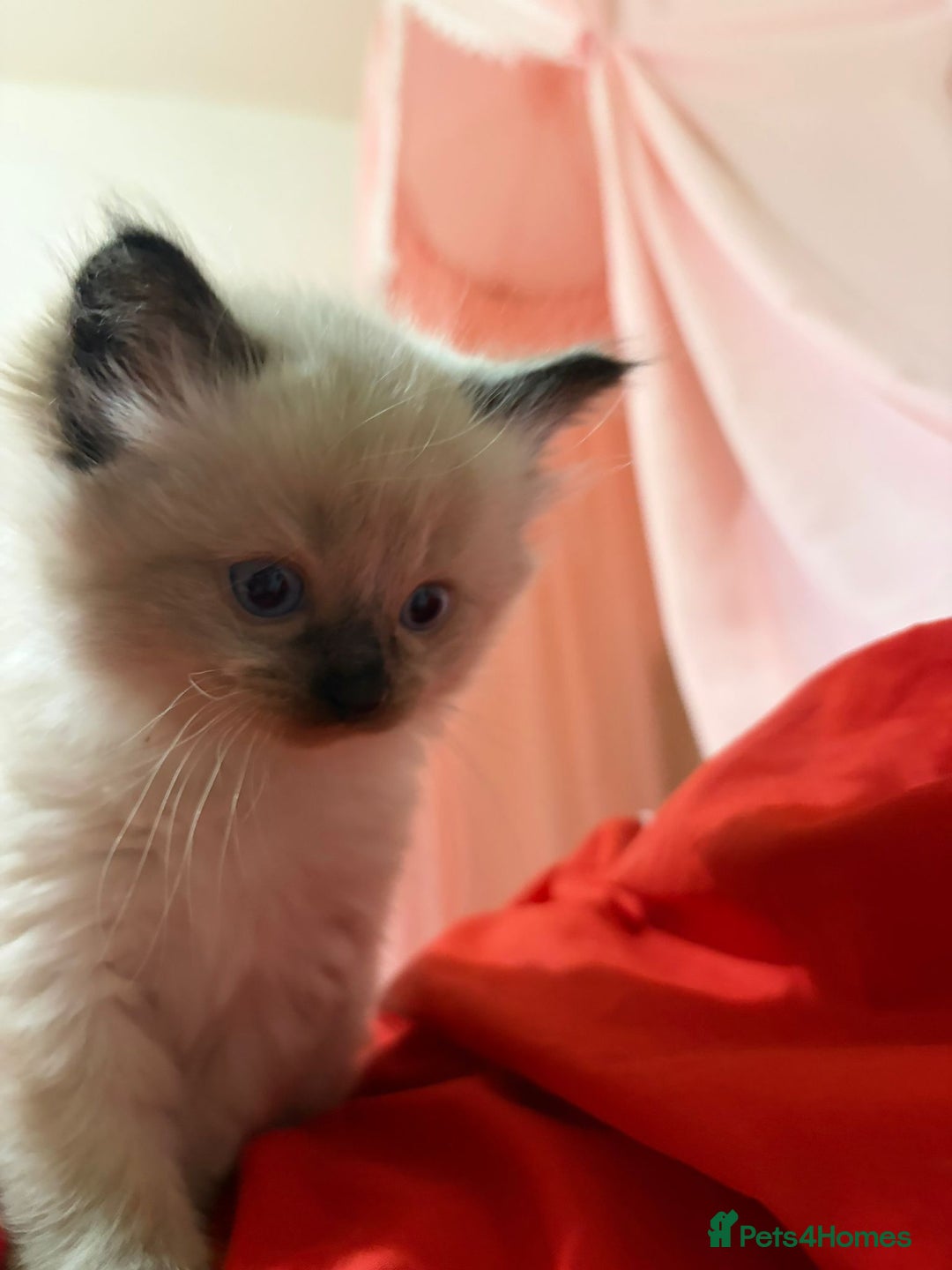 Ragdoll cats for sale: ​Heartbreaking Rehoming Male Ragdoll Kitten - Advert 3