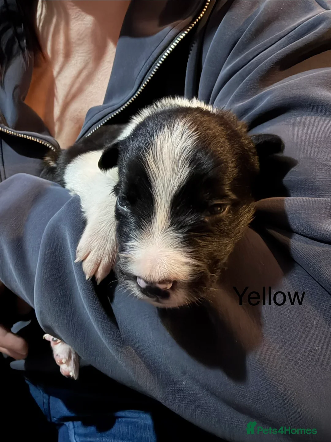 Border Collie dogs for sale: ONLY ONE BOY REMAINING (READY TO GO TUE) - Advert 8