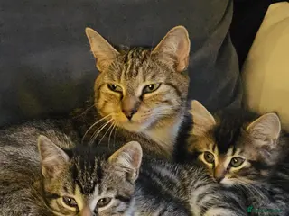 Mixed Breed cats Adorable kittens for sale 2x female 1x male - Advert 1