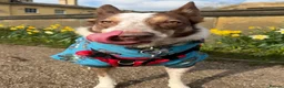 Border Collie dogs for sale: Our beautiful boy spud  - Advert 8