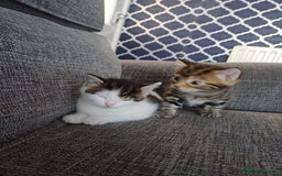Mixed Breed cats for sale: Kittens  - Image 16