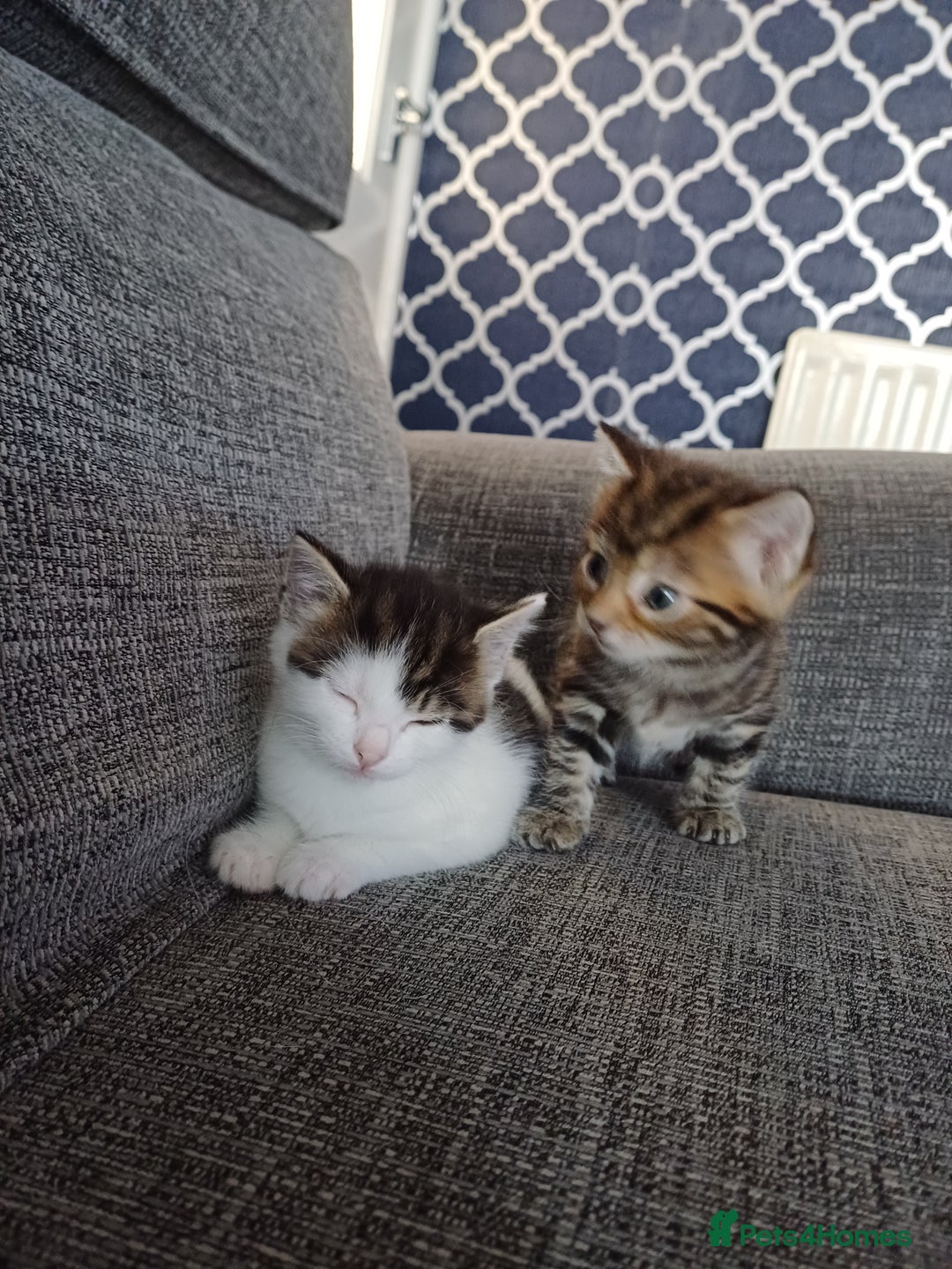 Mixed Breed cats for sale: Kittens  - Image 16