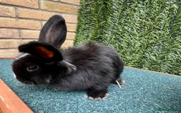 Mini Lion Lop rabbits for sale: Adorable Mini Lion Lops - Image 21