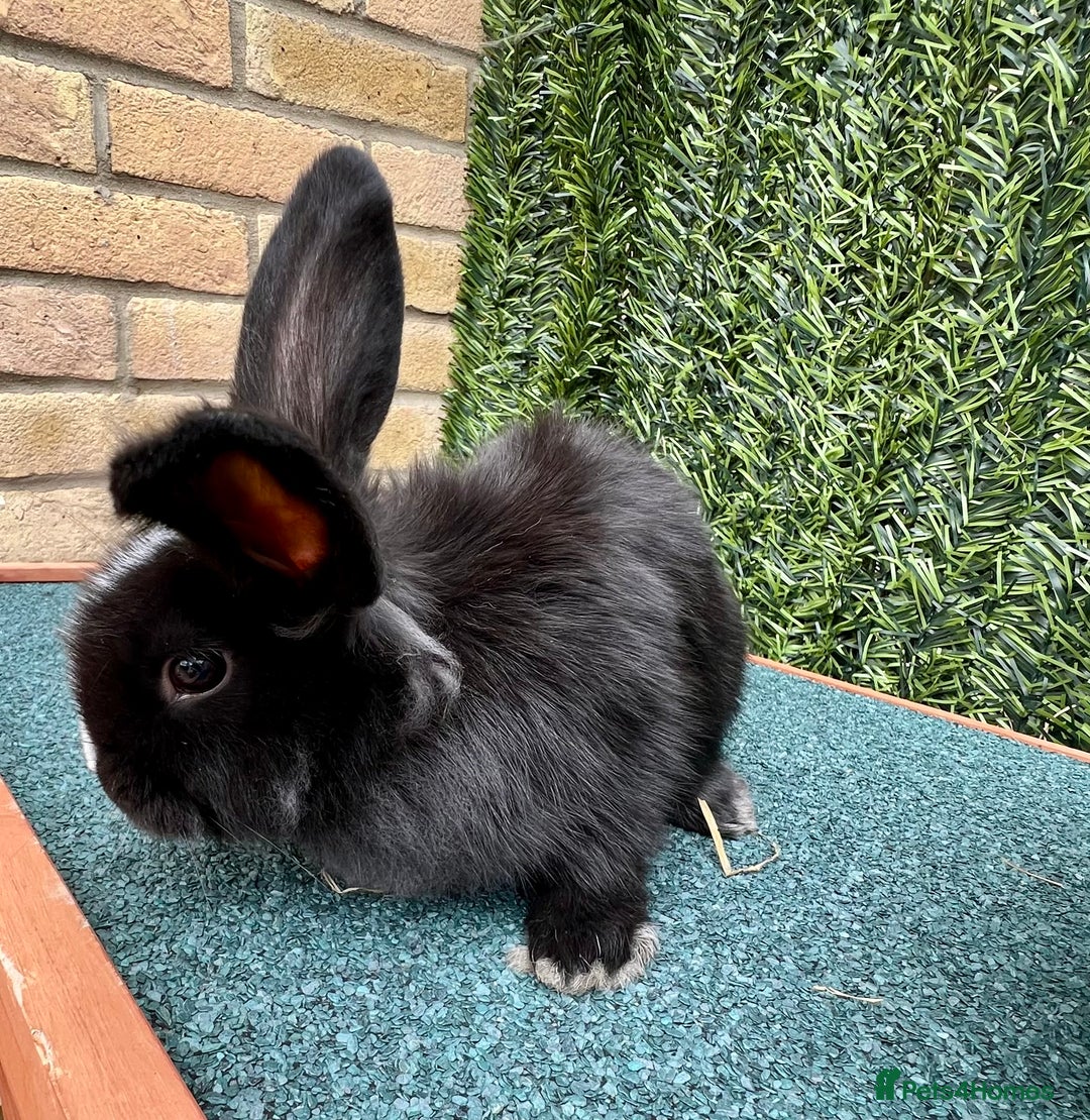 Mini Lion Lop rabbits for sale: Adorable Mini Lion Lops - Image 21
