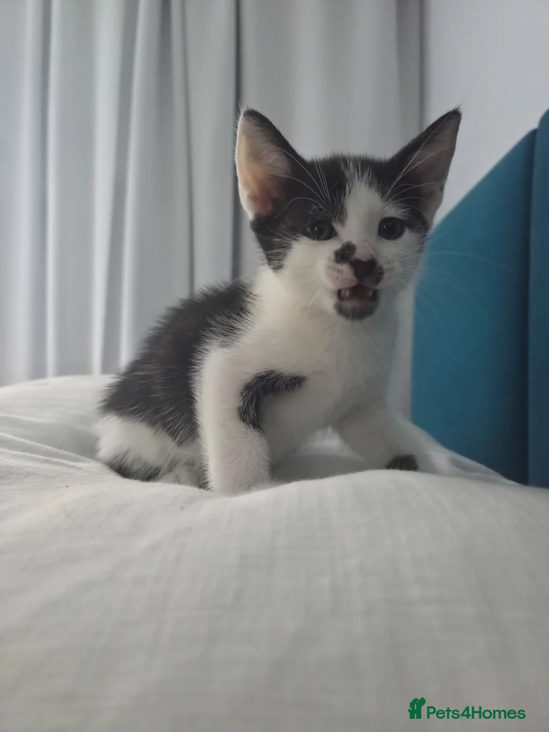 Mixed Breed cats for sale: 🐾 Handsome Little Boy  🖤🤍 - Advert 2