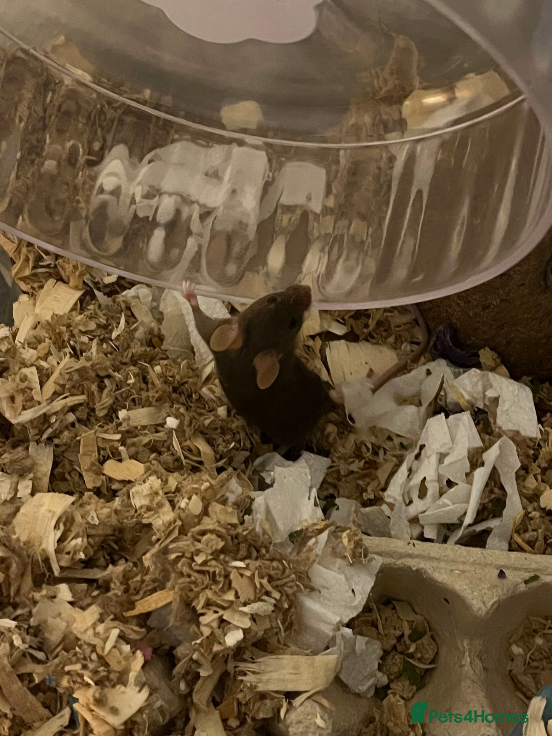 Mouse rodents for sale: URGENT REHOMING FEMALE MOUSE - Image 4