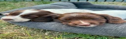 English Springer Spaniel dogs for sale: Springer spaniel pups - Advert 4