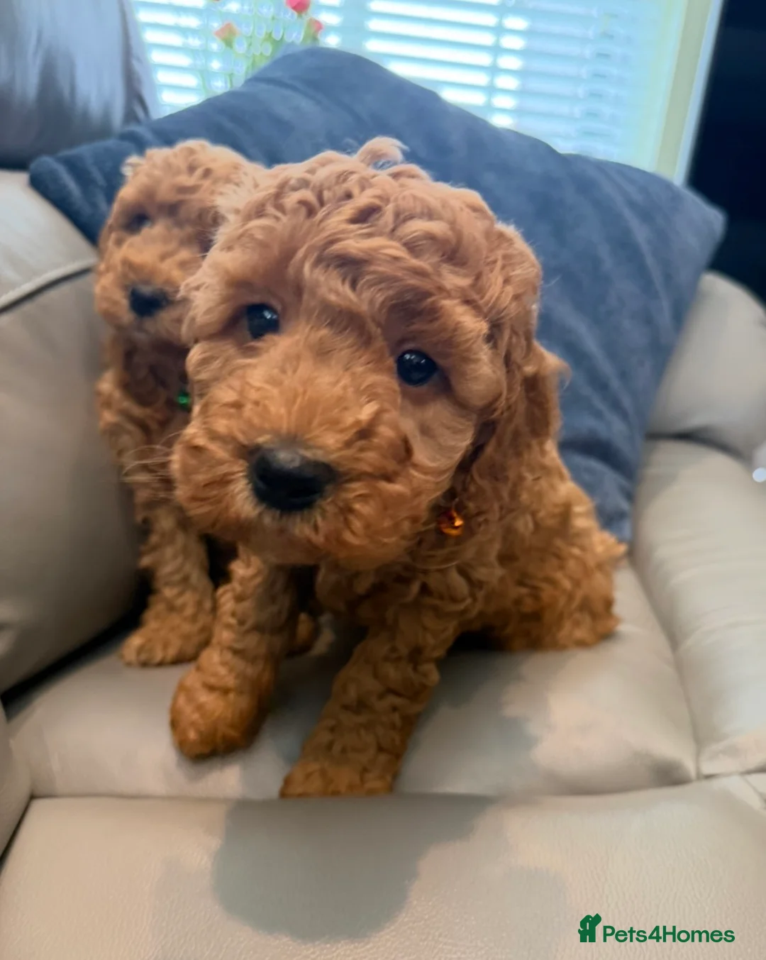 Cockapoo dogs for sale: Quality F1b COCKAPOO Puppies in Dungannon - Advert 2