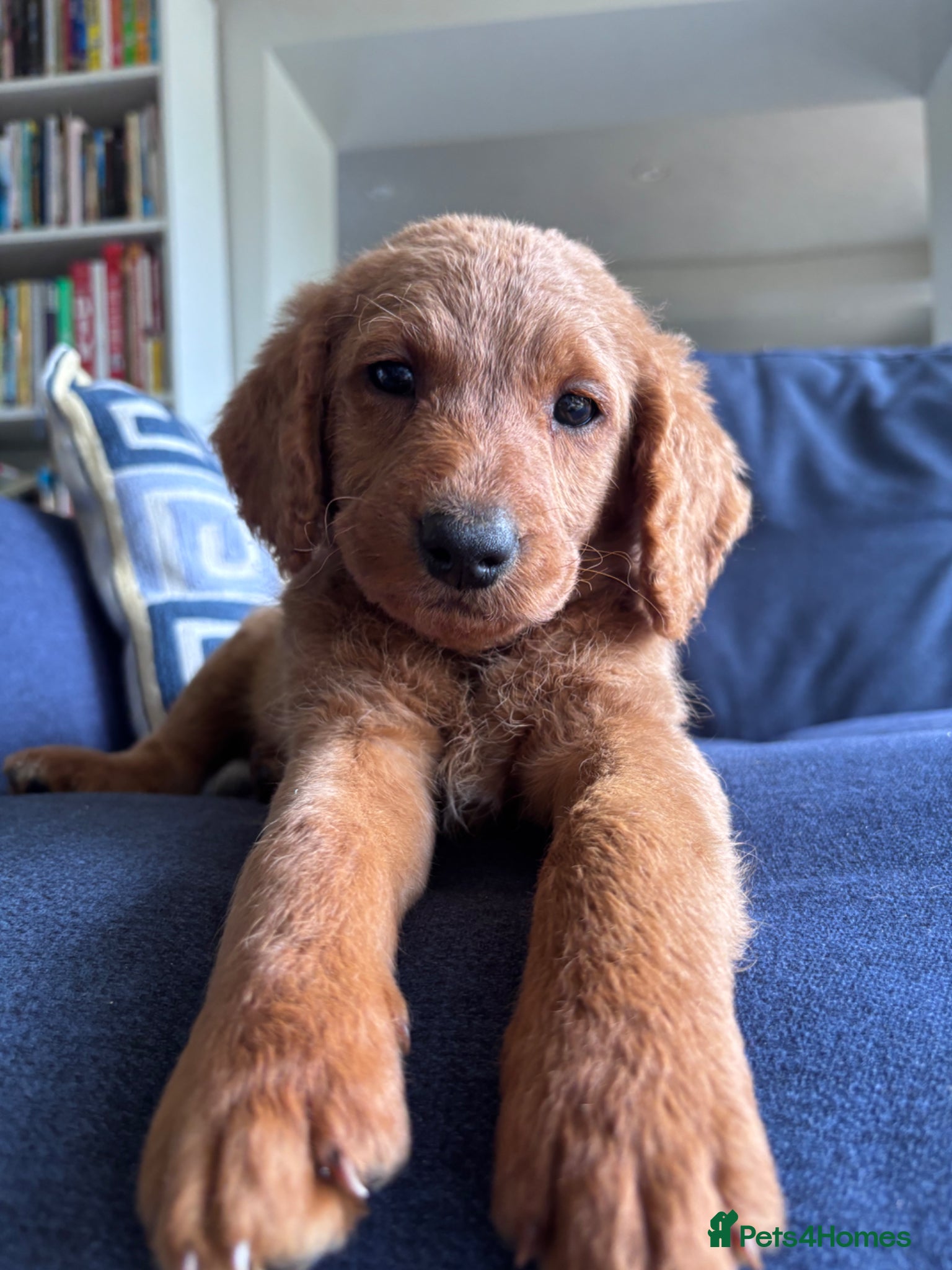 Labradoodle dogs Medium sized F1b Labradoodles  - Advert 3