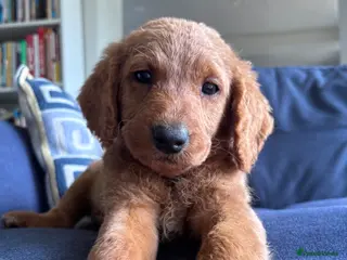 Labradoodle dogs Medium sized F1b Labradoodles - Advert 3