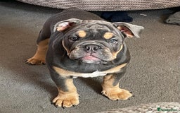 English Bulldog dogs for sale: English bulldog. 5 years old. Forever home wanted - Image 2