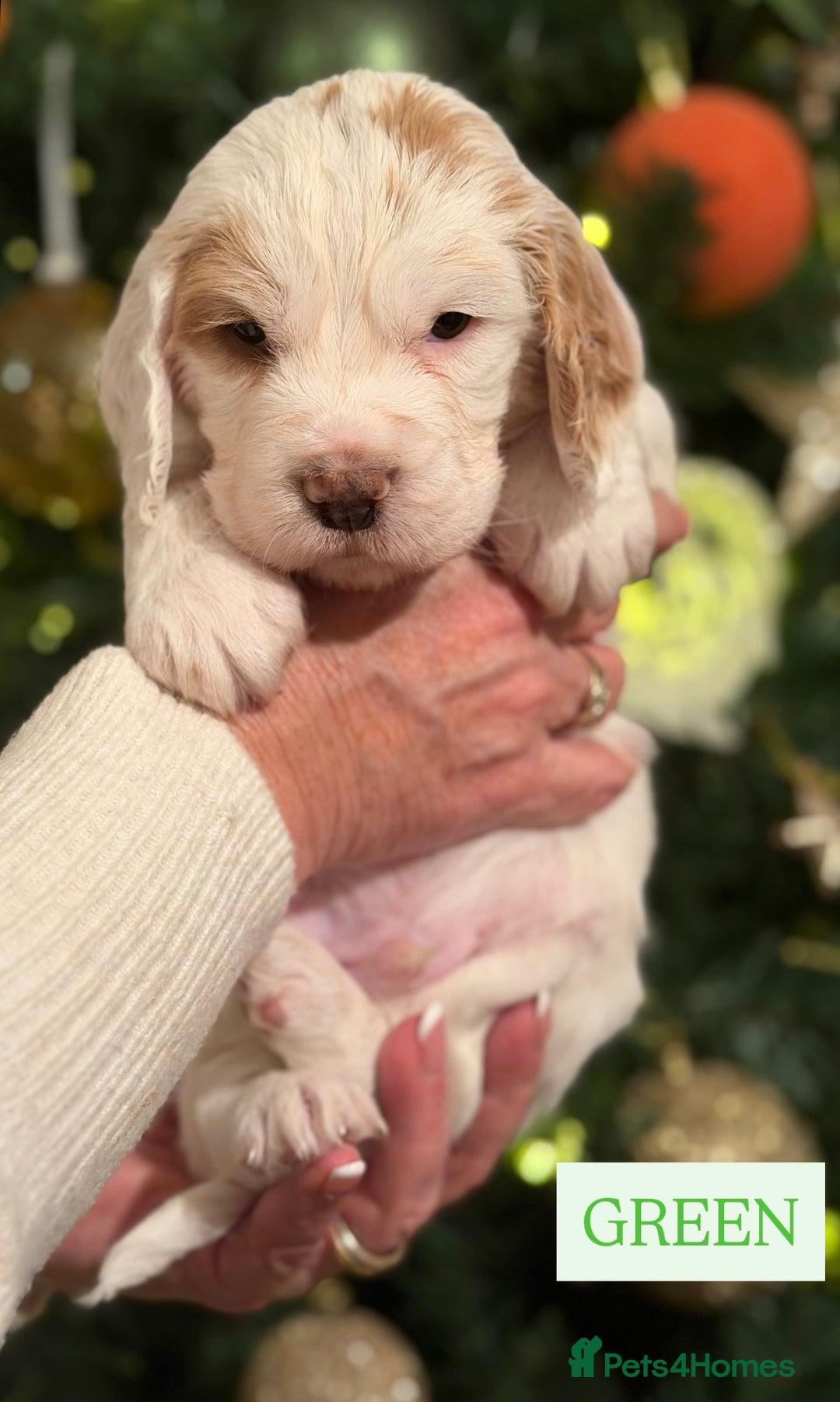 Cocker Spaniel dogs for sale: Cocker Spaniel Puppies - Advert 6