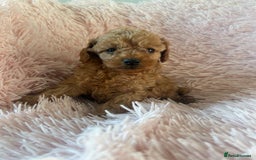 Toy Poodle dogs for sale: Beautiful Toy Poodles  - Image 11