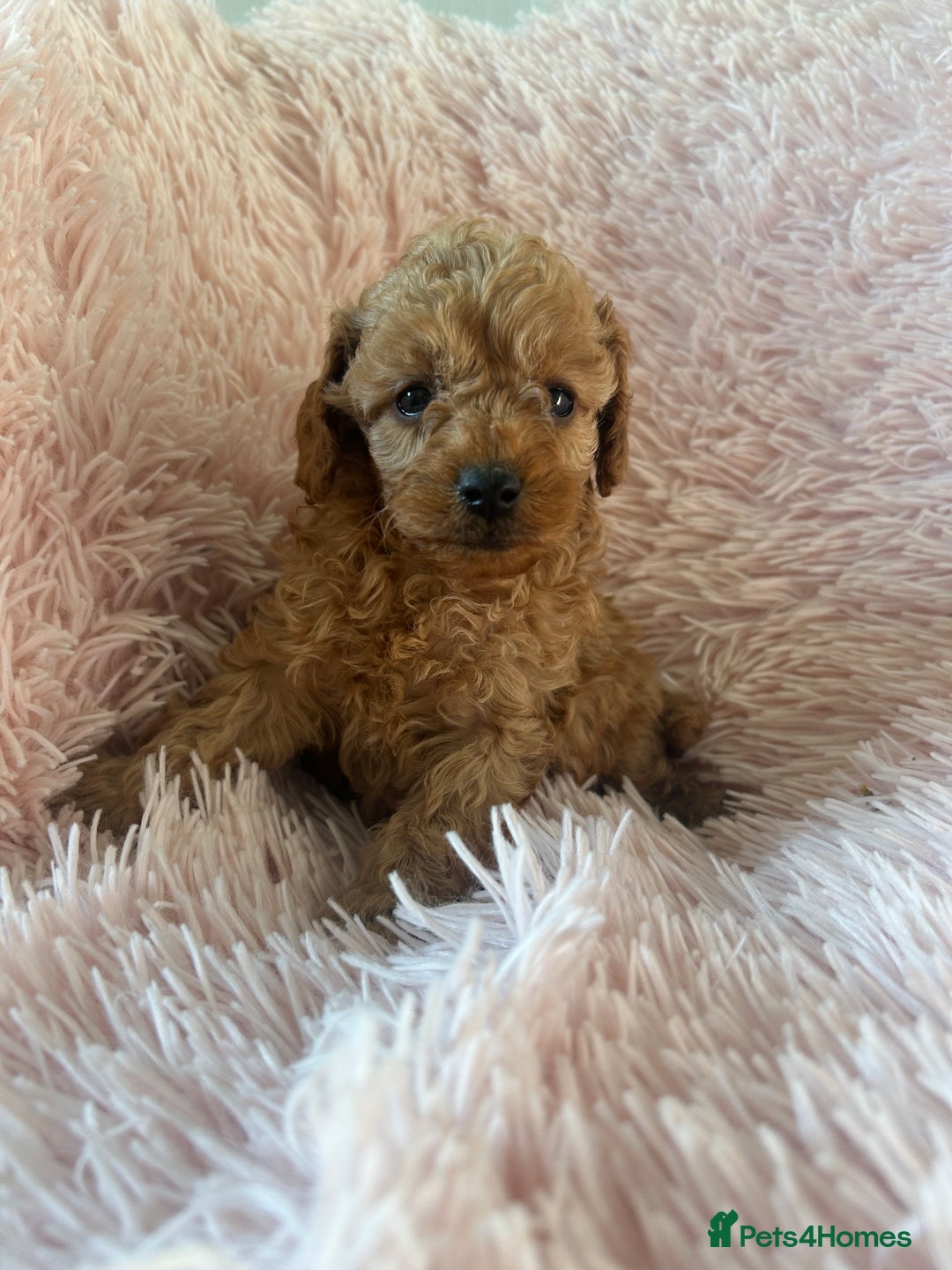 Toy Poodle dogs for sale: Beautiful Toy Poodles  - Image 11