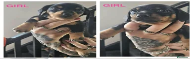 Dachshund 2