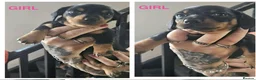 Dachshund dogs for sale: Miniature dachshund  - Advert 6
