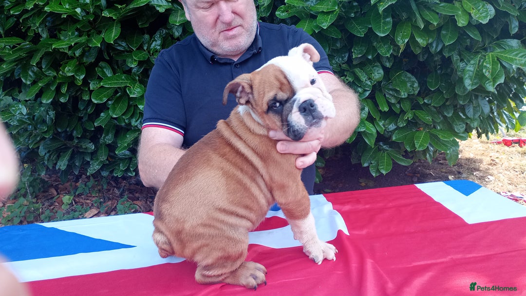 Old Tyme Bulldog dogs for sale: Victorian Bulldogs HEALTH TESTED - Image 11