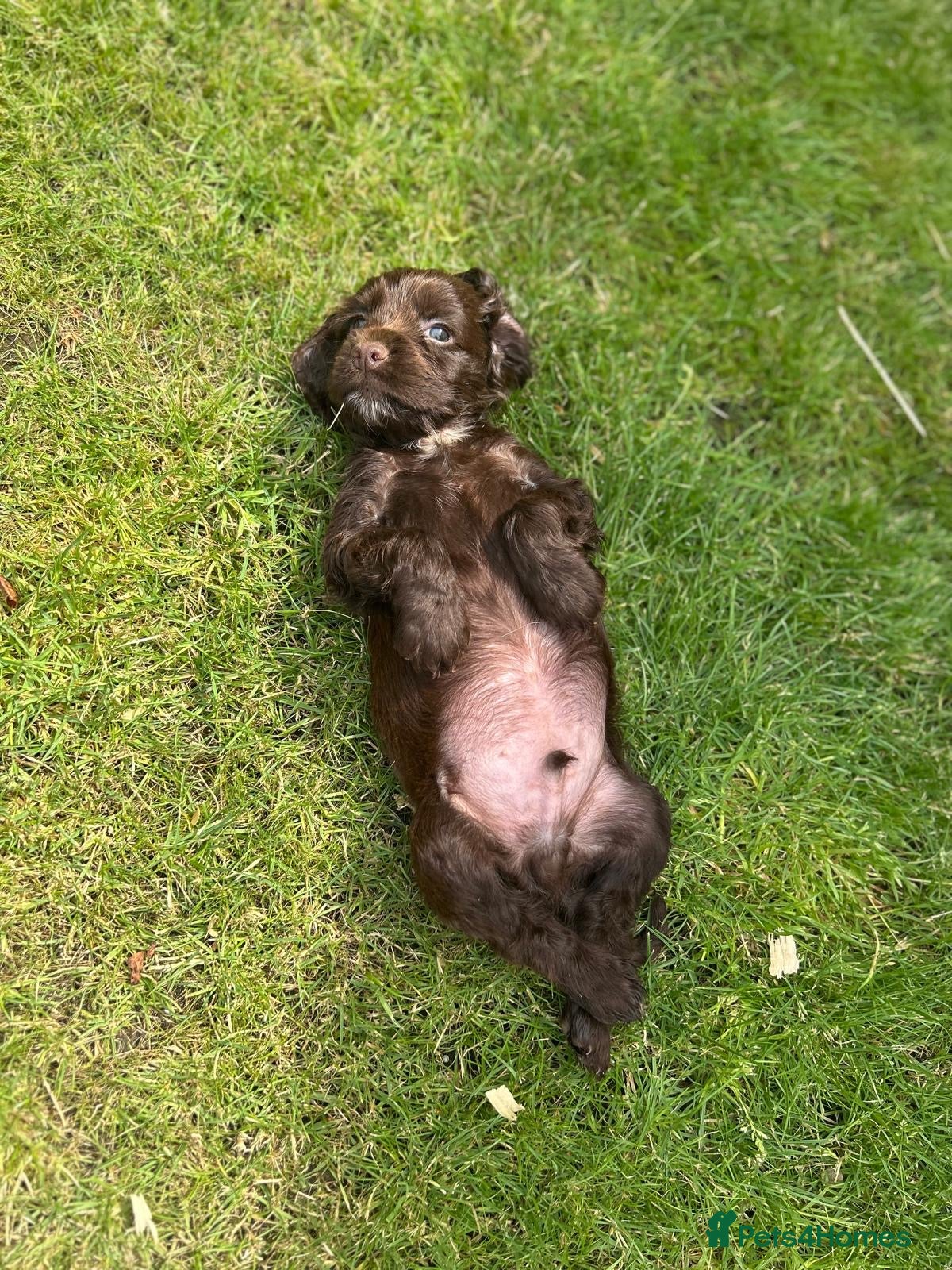Cockapoo dogs Stunning F1 Miniature Cockerpoo Puppies - Advert 2
