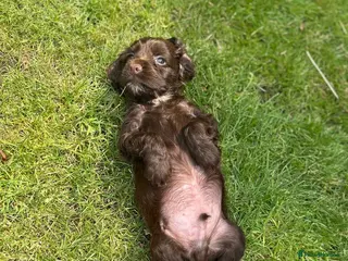 Cockapoo dogs Stunning F1 Miniature Cockerpoo Puppies - Advert 2