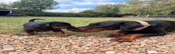 Dobermann dogs for sale: CHAMPION LINE- 5 GEN DOBERMANN PUPPY  in Southampton - Advert 2